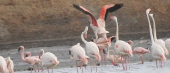 State of the World’s Migratory Species Report